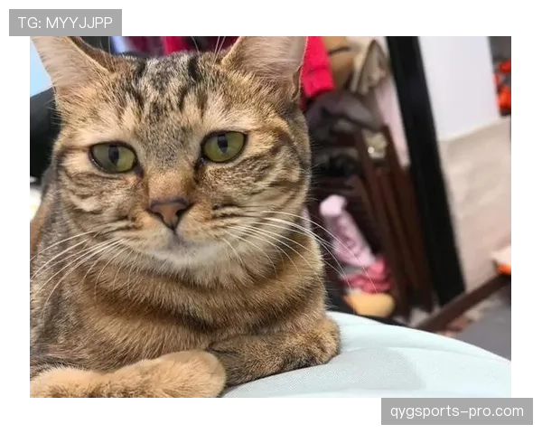 掌敏洁每天吃草训练12小时，结果奖金还不够买她家猫的进口粮？