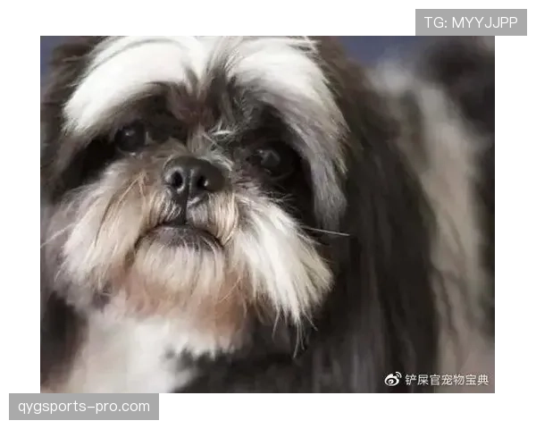 张楠家的狗都比你自律